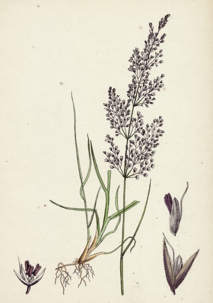 Agrostis canina; Brown Bent-grass