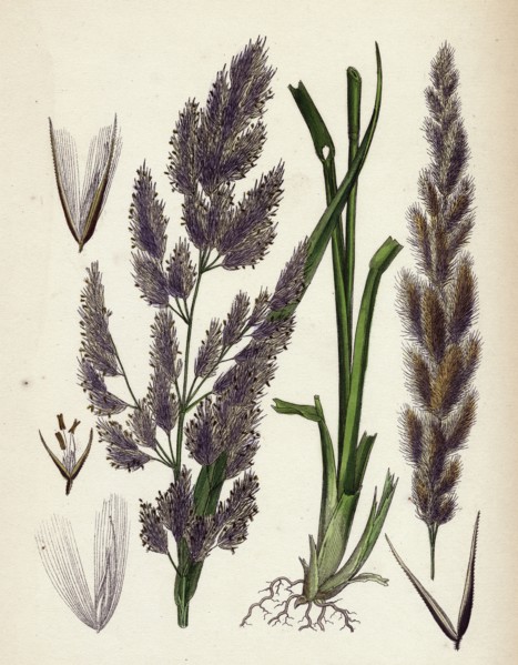 Calamagrostis Epigejos; Wood Small-reed