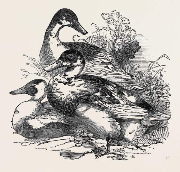 DUCKS, FIRST PRIZE: CROSS AYLESBURY AND ROUEN: MR. BAKER