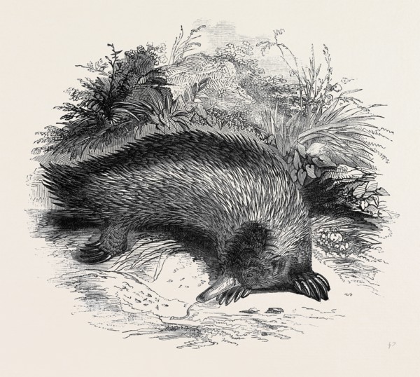 AUSTRALIAN ANTEATER, AT THE GARDENS OF THE ZOOLOGICAL SOCIETY