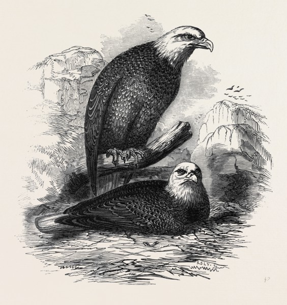 WHITE-HEADED EAGLES, AT THE ZOOLOGICAL GARDENS, REGENT'S-PARK
