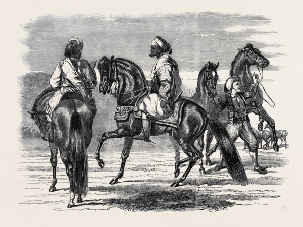 BARBS PRESENTED TO QUEEN VICTORIA BY THE EMPEROR OF MOROCCO.