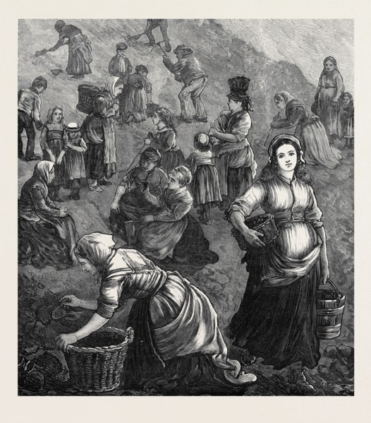 THE STRIKE IN SOUTH WALES: GATHERING SHINDLES FOR FUEL, 1873