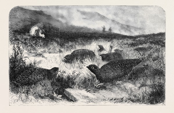 GROUSE SHOOTING