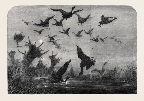 WILD DUCK SHOOTING, DRAWN BY WOLF