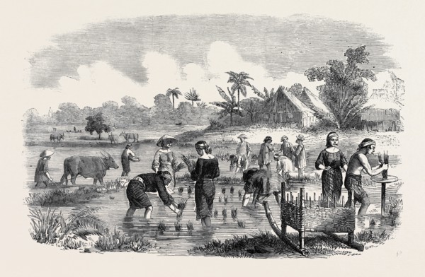 PLANTING RICE IN MANILLA.