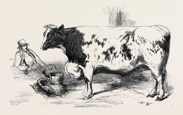 THE FIRST PRIZE SHORT HORN, CLASS 10, NO. 89, Ã‚Â£25; AND GOLD AND SILVER MEDALS, AS THE BEST STEER