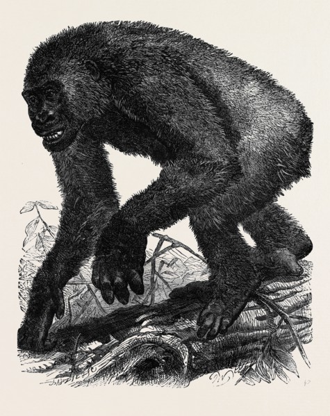 THE GORILLA