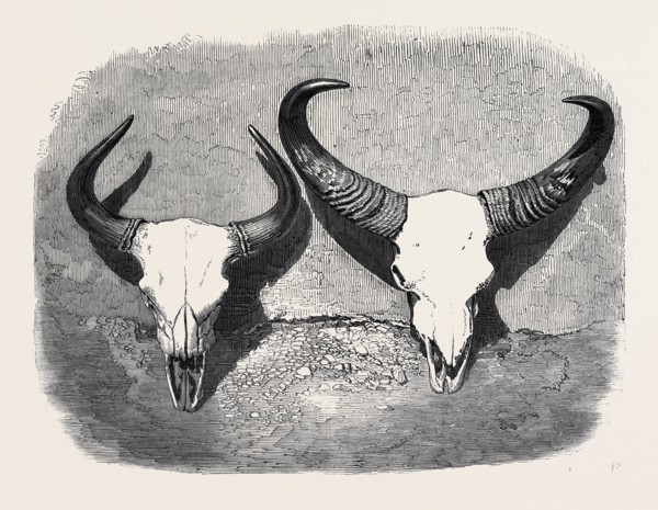 HEADS OF ADULT MALE AND FEMALE GAOUR