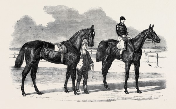 THE WINNERS OF THE DERBY AND THE OAKS, DRAWN BY BENJAMIN HERRING, MUSJID, THE WINNER OF THE DERBY;