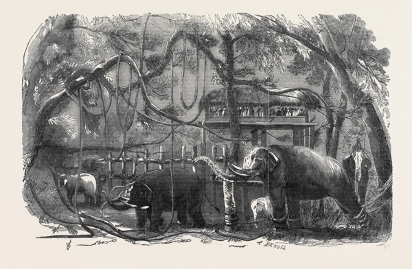 ELEPHANT KRAAL, ISLAND OF CEYLON