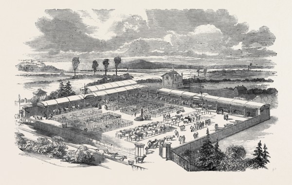 NEW CATTLE MARKET AT CROYDON