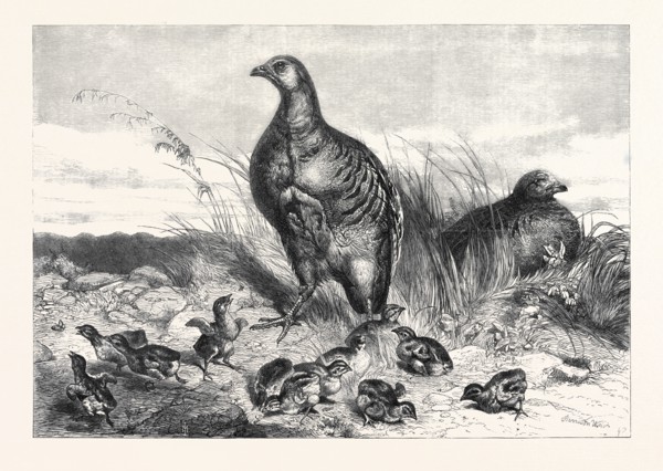 A BROOD OF PARTRIDGES