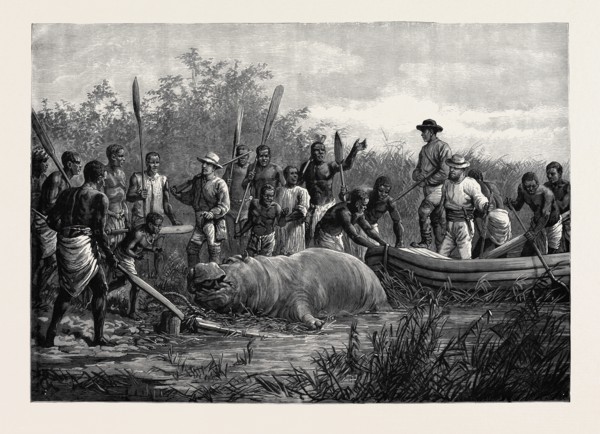 HIPPOPOTAMUS HUNTING IN ANGOLA, WEST AFRICA, 1880