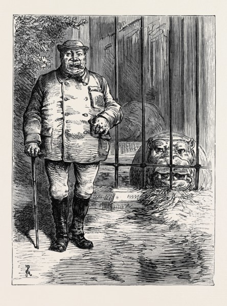 AT THE ZOOLOGICAL SOCIETY'S GARDENS IN LONDON: PACHYDERMATOUS OR THICK-SKINNED ANIMALS, 1880
