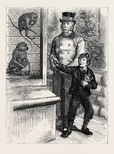 AT THE ZOOLOGICAL SOCIETY'S GARDENS IN LONDON: THE MONKEYS, 1880