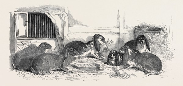 SHOW OF THE METROPOLITAN FANCY RABBIT CLUB