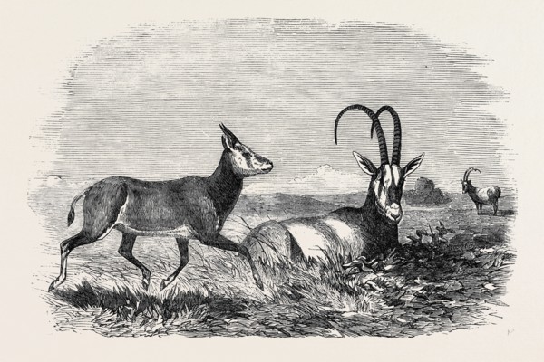 LEUCORYX AND YOUNG, IN THE GARDENS OF THE ZOOLOGICAL SOCIETY, REGENT'S PARK, LONDON