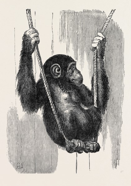 CHIMPANZEE, IN THE GARDENS OF THE ZOOLOGICAL SOCIETY