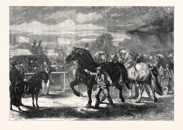 SUFFOLK CART HORSES AT THE EXHIBITION OF THE ROYAL AGRICULTURAL SOCIETY AT BURY ST. EDMUNDS, 1867