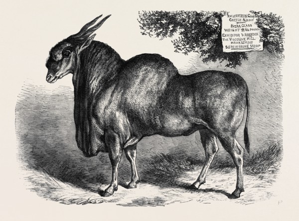 THE ELAND AT THE SMITHFIELD CLUB CATTLE SHOW, 1867