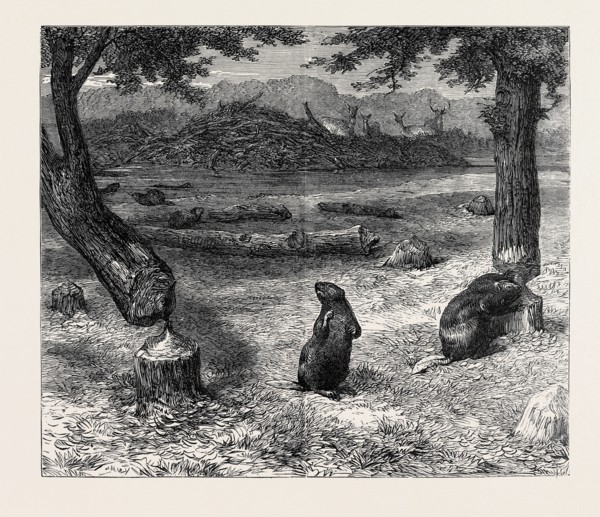 BEAVERS CUTTING DOWN TREES