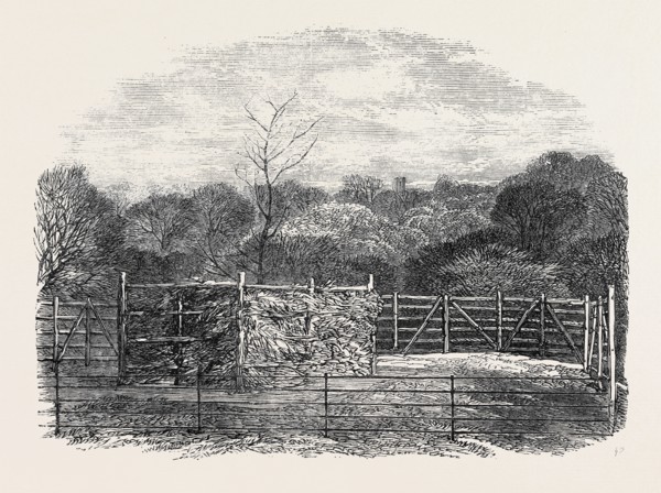 "THE PRINCE CONSORT'S OAK," PLANTED BY HER MAJESTY IN THE FLEMISH FARM, NEAR WINDSOR, AS A MEMORIAL