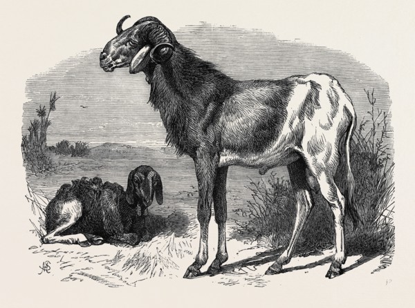LONG-EARED AFRICAN SHEEP IN THE ZOOLOGICAL SOCIETY'S GARDENS, REGENT'S PARK, 1866