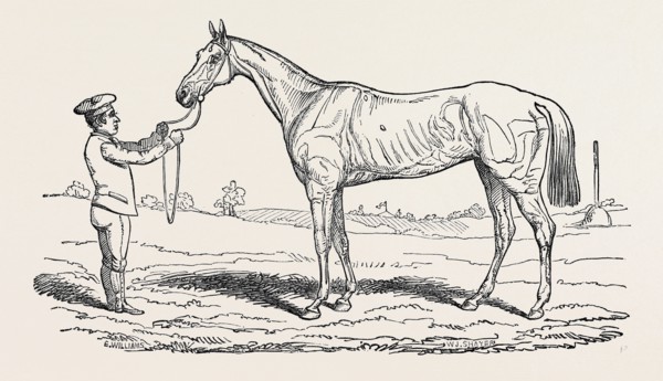 "THE PRINCESS," WINNER OF "THE OAKS."