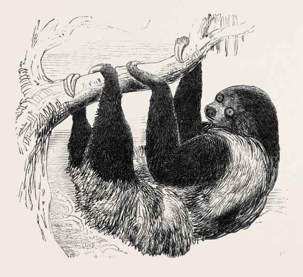 SLOTH AT THE ZOOLOGICAL GARDENS, REGENT'S PARK