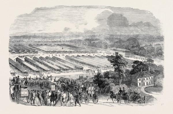 THE CATTLE SHOW, PORTSWOOD.