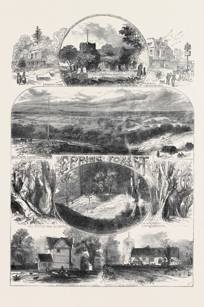 SKETCHES IN EPPING FOREST, 1871