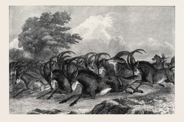 WILD LIFE