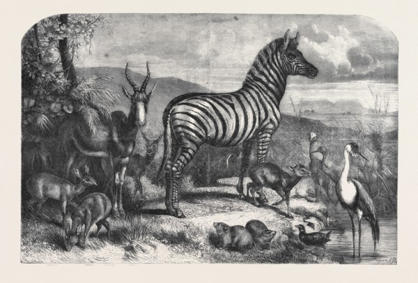 GROUP OF ANIMALS LATELY RECEIVED AT THE GARDENS OF THE ZOOLOGICAL SOCIETY, REGENT'S PARK; STEINBOK,