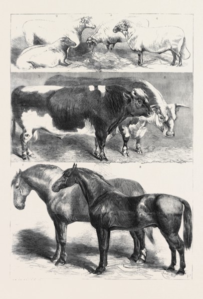 PRIZE ANIMALS AT THE ROYAL AGRICULTURAL SOCIETY'S SHOW AT LEEDS, JULY 27, 1861