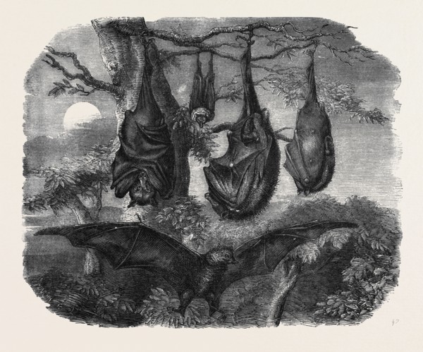 FLYING FOXES RECENTLY ADDED TO THE ZOOLOGICAL SOCIETY'S GARDENS, REGENT'S PARK