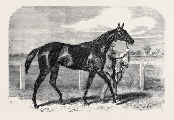 CALLER OU, THE WINNER OF THE ST. LEGER