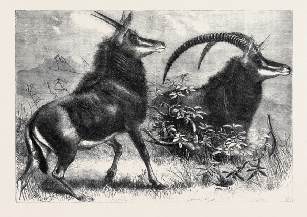SABLE ANTELOPE FROM SOUTHERN AFRICA, RECENTLY ADDED TO THE ZOOLOGICAL SOCIETY'S GARDENS, REGENT'S