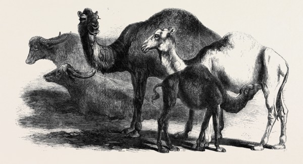 BUFFALOES AND CAMELS FROM THE ROYAL DOMAIN OF SAN BOSSORE, ANIMALS AT THE FLORENCE EXHIBITION