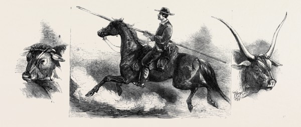 LEFT: BULL FROM PRATO, CENTRE: TUSCAN MAREMME, OR HERDSMAN, RIGHT: MOUNTAIN RACE (DARK GREY BULL),
