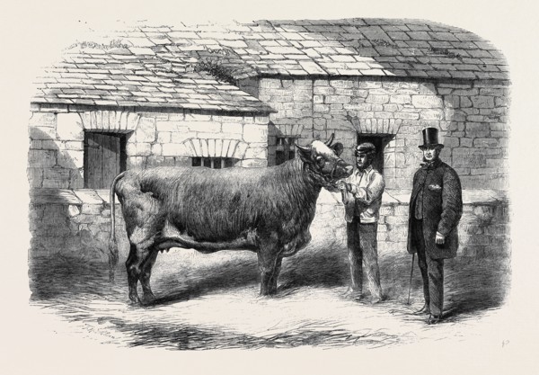 CAPTAIN GUNTER'S DUCHESS 77TH, FIRST PRIZE COW AT THE ROYAL AGRICULTURAL SOCIETY'S SHOW AT LEEDS
