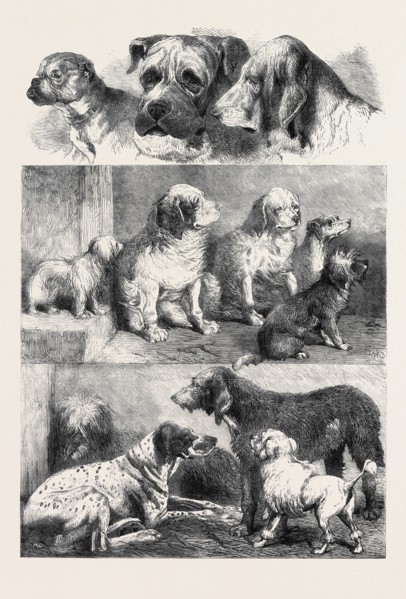 PRIZE DOGS FROM THE EXHIBITION OF SPORTING AND OTHER DOGS HELD LAST WEEK AT BIRMINGHAM, DECEMBER