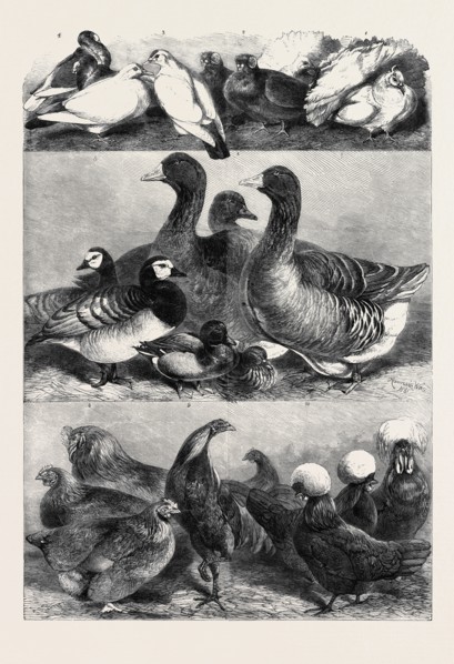 PRIZE POULTRY AND PIGEONS AT THE BIRMINGHAM EXHIBITION, DRAWN BY HARRISON WEIR