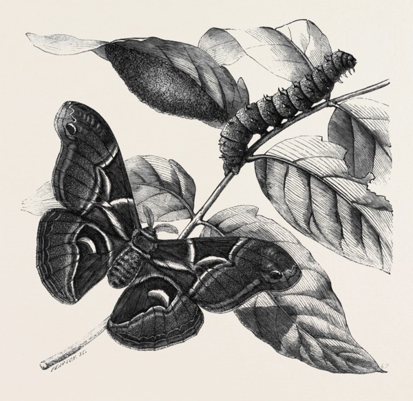 NEW SILKWORM MOTH (SATURNIA CYNTHIA), CATERPILLAR, AND COCOON