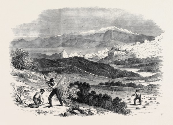 GARIBALDI DIGGING ROOTS IN HIS FAVOURITE GARDEN, CAPRERA