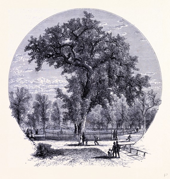 The old Olm in Boston Common, United States of America