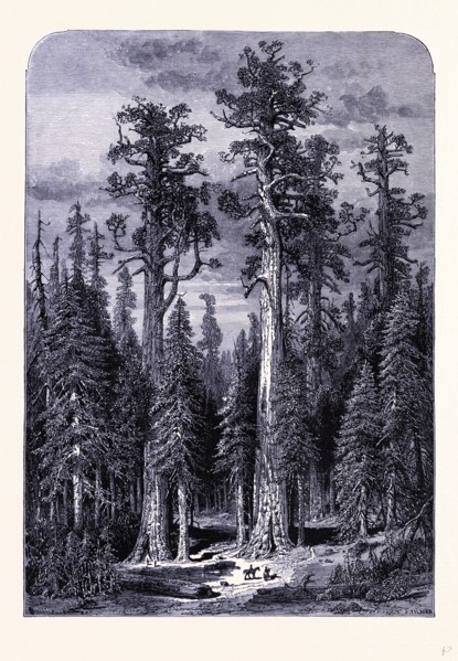 The giant trees in the Mariposa forest, United States of America