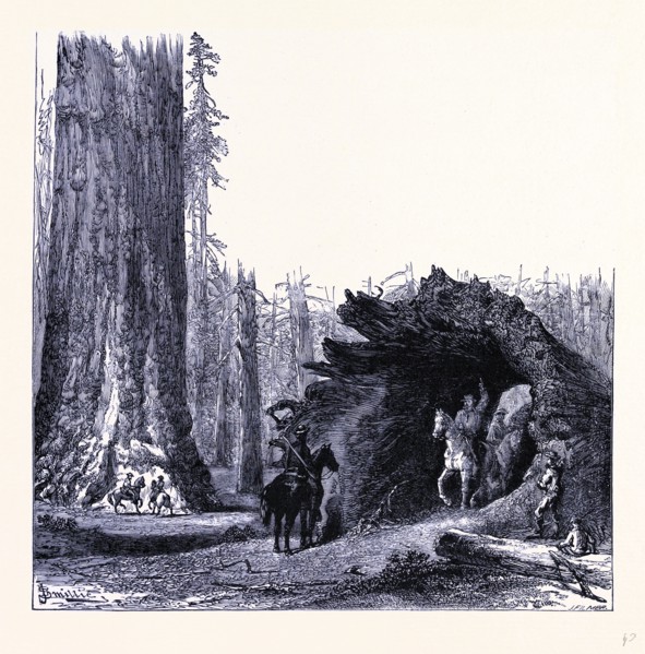 The fallen Sequoia tree, United States of America
