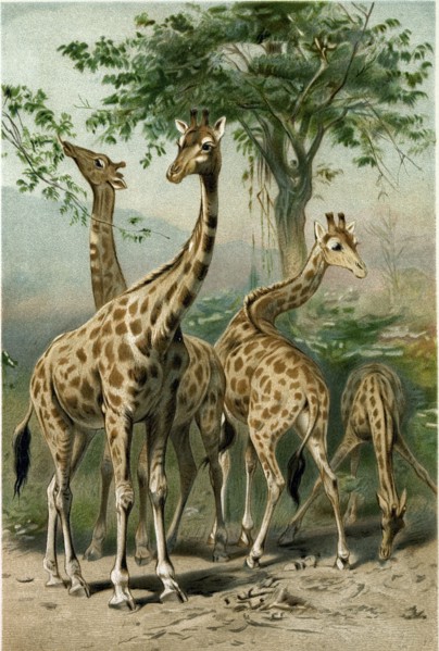 SOUTH AFRICAN GIRAFFES