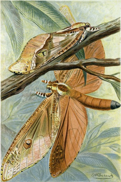 GIANT SWIFT MOTH